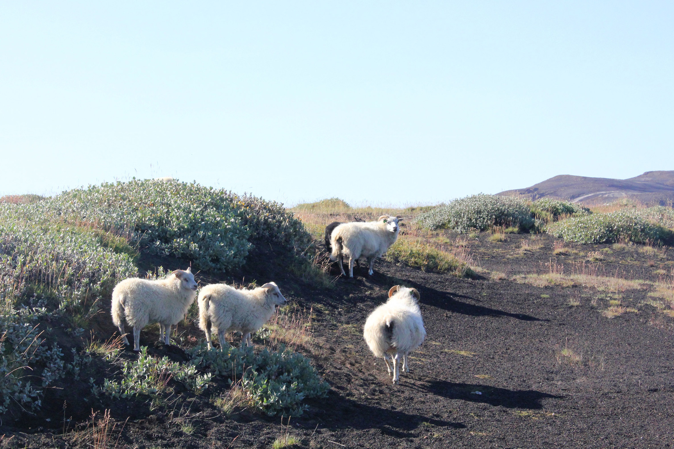 Vier weiße Schafe zwischen niedrigem Gebüsch. Der Sand am Boden ist schwarz, im Hintergrund flache Berge.