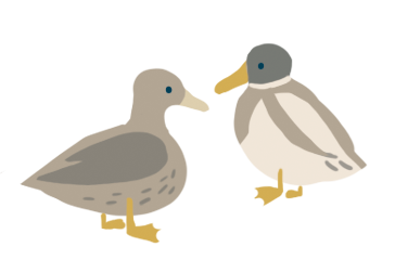 Zeichnung von einem Entenpaar.